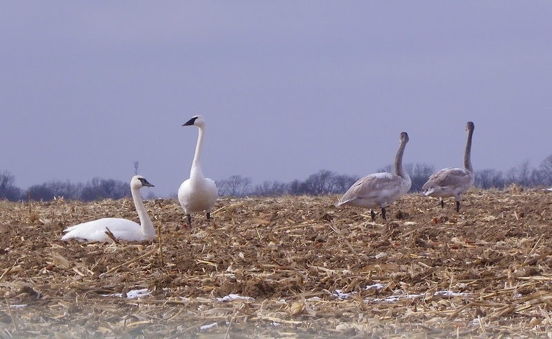 Trumpeter Swans in corn stubble, January 2018