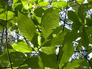 Pawpaw leaves