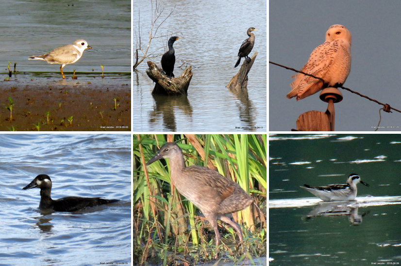 Photos of Piping Plover, Neotropic Cormorant, Snowy Owl, Surf Scoter, Red-necked Phalarope, and King Rail.