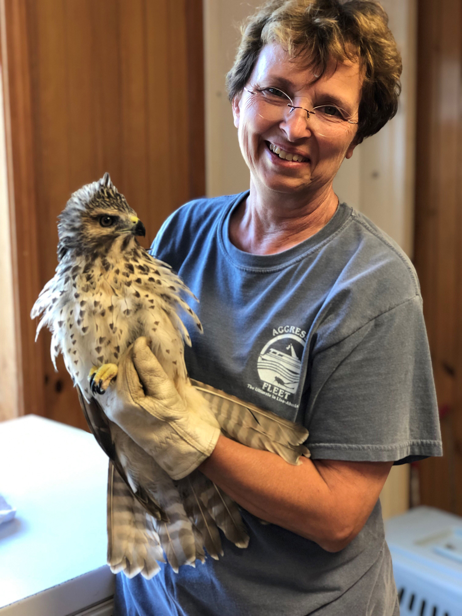 Judy Lincoln with a young Red-shouldered Hawk at Raptor Rehab.