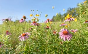 April Meeting: Sharing the Magic of Nature at the Prairie Garden Trust