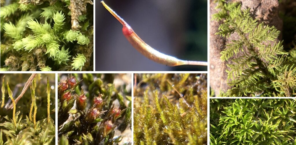 photos of mosses from the Wild Haven moss walk