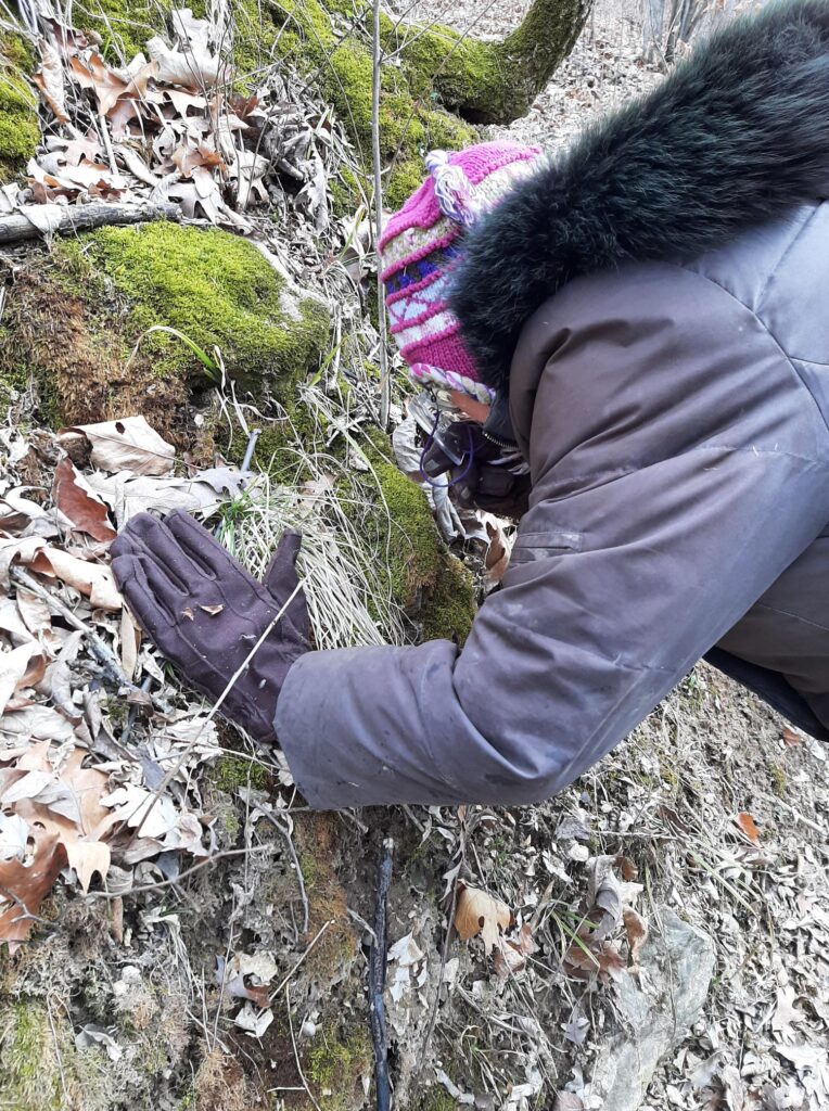 Looking at moss with a hand lens.